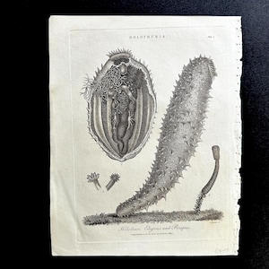C. 1806 SEA CUCUMBERS print • original antique print • ocean animal print •  sea slug nudibranch • antique sea life print • marine animals