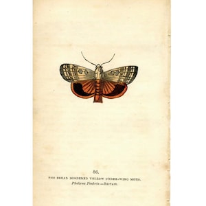 c. 1832 MOTH print • original antique print • hand colored lithograph • entomology print • moths print • yellow underwing moth