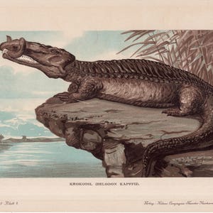 c. 1902 KROKODILE lithograph • original antique print - fossil reptiles - extinct animal print - prehistoric animal • dinosaur print
