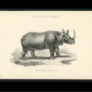 c. c. 1880 INDIAN RHINOCEROS engraving • original antique print • antique animal print • Asian animal • safari animals • endangered animals