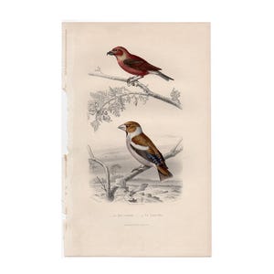 c. 1860 FINCHES BIRD PRINT - original antique print - hand colored engraving - Buffon bird print - grosbeak & crossbill