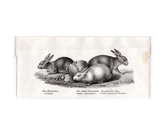 RABBITS Lithographie c. 1824 • alter Originaldruck • antiker Tierdruck • Zoologie • Papier oben aufgeklebt
