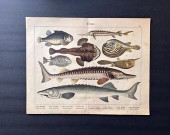 c.1890 LÁMINA ANTIGUA DE PEZ • impresión antigua original • impresión de peces • vida marina • vida marina • esturión, pez globo, pez caja • impresión de pesca