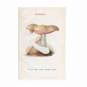 c. 1934 POISONOUS MUSHROOM print • original vintage print • poisonous toadstool • fungus print • mushrooms print • livid agaric print