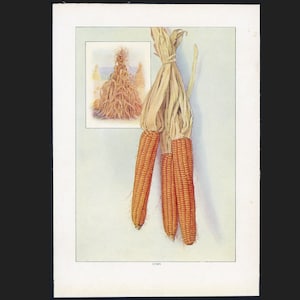 c. 1911 ANTIQUE CORN LITHOGRAPH original antique fruit & vegetable food print - thanksgiving decor