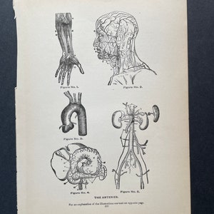 C. 1901 ANTIQUE ANATOMY PRINTS - Set of 4 Original Antique Medical ...