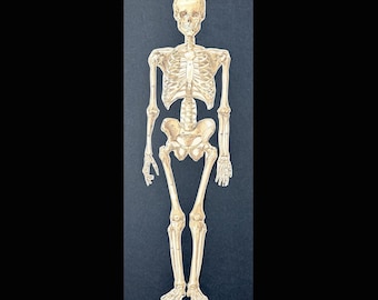 MÄNNLICHES SKELETT, Lithografie, ca. 1902 • Ausklappbarer Original-Antikdruck • Medizinische Illustration • Druck der menschlichen Anatomie • Vorder- und Rückseite interaktiv