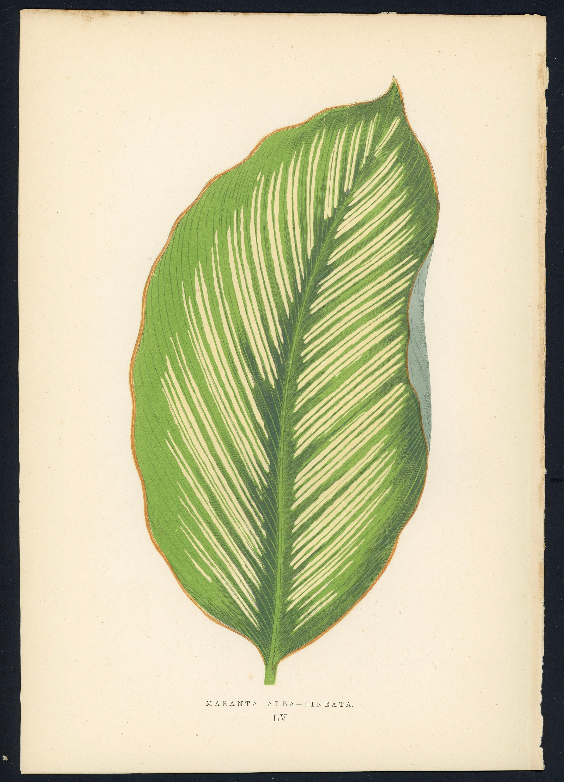 C.1872 ANTIQUE LEAF PRINT Botanical Lithograph Original -  UK