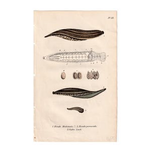 Könnte beinhalten: Ein antiker botanischer Druck mit detaillierten Illustrationen von Blutegeln. Der Druck enthält beschriftete Diagramme verschiedener Blutegelarten, die in schwarzer Tinte auf gealtertem, cremefarbenem Papier dargestellt sind. Der Text unten identifiziert die Arten.