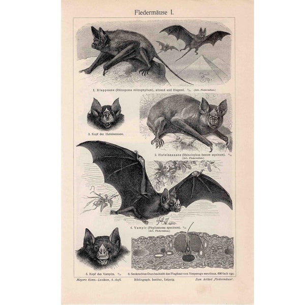 C. 1894 BATS lithograph - original antique print - antique halloween decor - vampire bat - Dracula print - bat print - halloween print