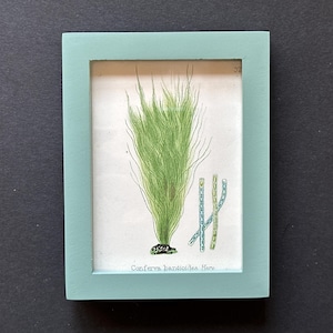 framed c.1872 GREEN SEAWEED print • original antique print • sea life • phycology • marine algae • British Sea Weeds • sea flora •