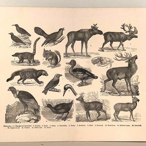 c. 1893 DEER & BIRDS PRINT - original antique animal print - wild animal print - moose reindeer cockoo civet buck condor diver chincilla