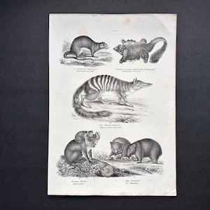 Puede incluir: Una impresión vintage en blanco y negro con ilustraciones detalladas de varios animales. La impresión muestra varias especies, incluyendo un animal rayado, un marsupial con una cría y otras criaturas únicas, todas representadas en un estilo clásico y científico.