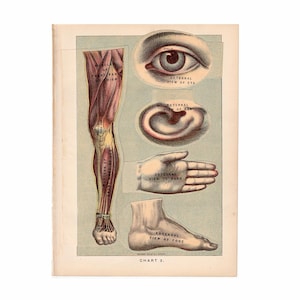 c. 1901 INTERACTIVE ANATOMY lithograph • original antique print • medical illustration • 3D layers • human anatomy • leg eye ear hand foot
