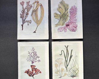 damaged! c. 1907 SEAWEED lithographs • set of 4 original antique prints - sea life - ocean life - aquatic plants - sea grasses • with folds