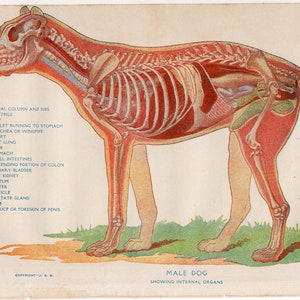 c. 1926 DOG ANATOMY lithograph original antique print animal anatomy gift for Veterinarian canine anatomy medical illustration image 3