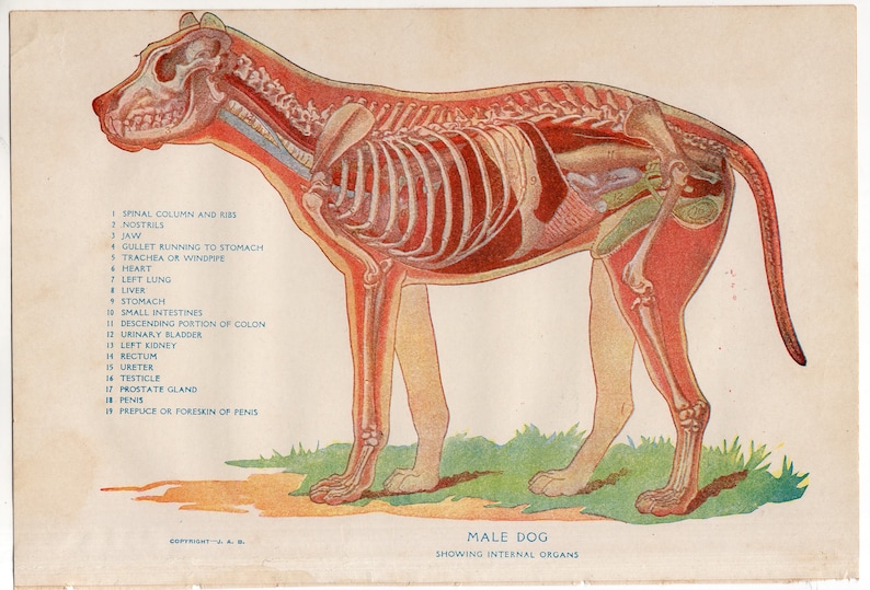 c. 1926 DOG ANATOMY lithograph original antique print animal anatomy gift for Veterinarian canine anatomy medical illustration image 3