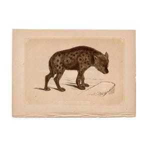 c.1853 SPOTTED HYENA print • original antique print • wild animal print • Bicknell print • African animal print • Hyaena print