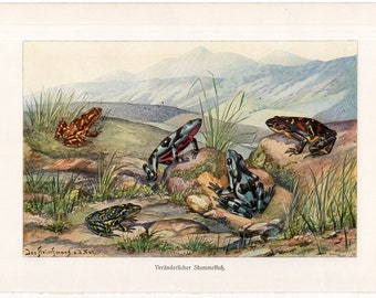 C. 1900 TOADS lithograph • original antique print • amphibian print • Bombina print • frog print •