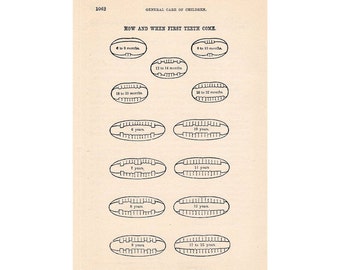 Lithographie DENTS v. 1901 • quand et comment arrivent les premières dents impression originale antique d'anatomie humaine médicale dentaire dentiste