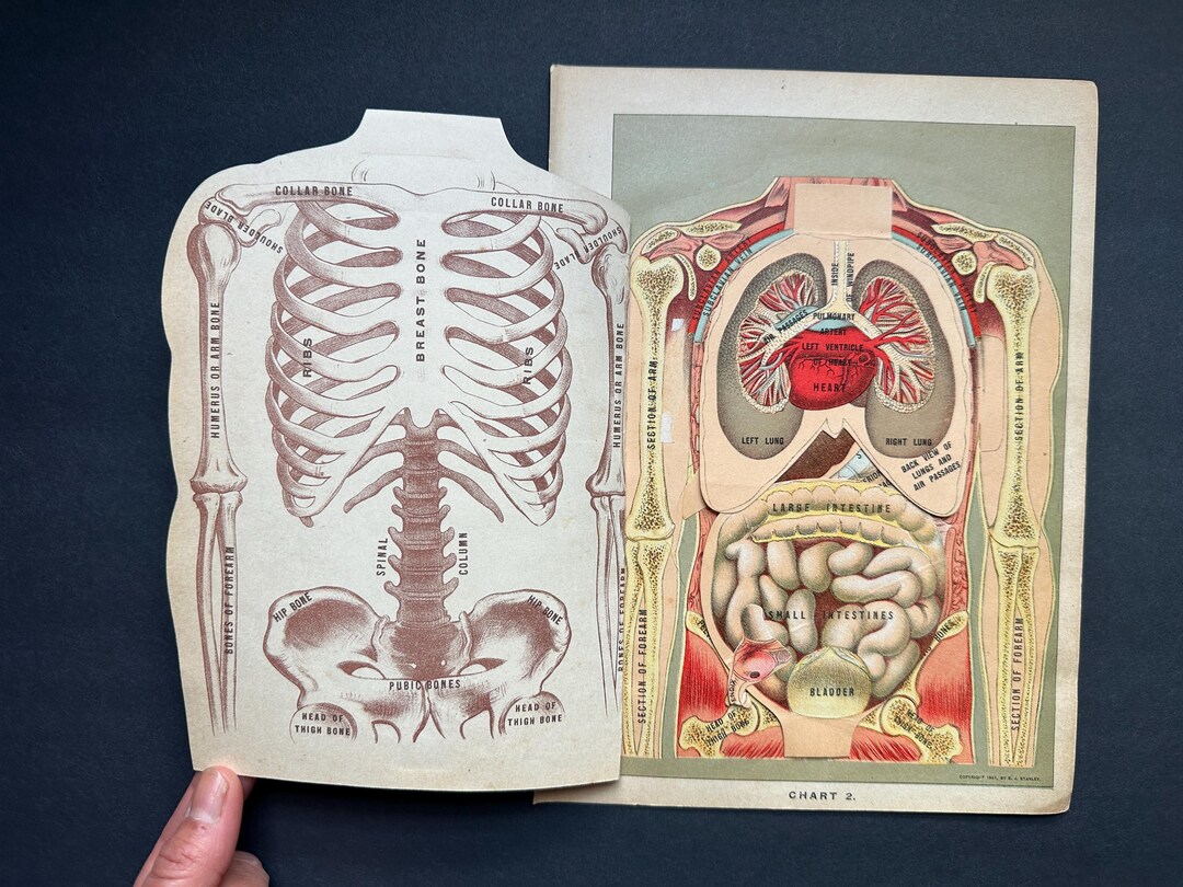 HUMAN ANATOMY Interactive Antique Print C. 1901 • Original Antique ...