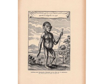 CHIMPANZEE lithograph c.1900 • original antique print •jungle  animal print • monkey print • ape print