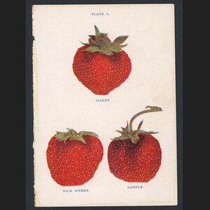 c. 1899 STRAWBERRY FRUIT PRINT - original antique print - small botanical print - strawberries print - antique fruit print