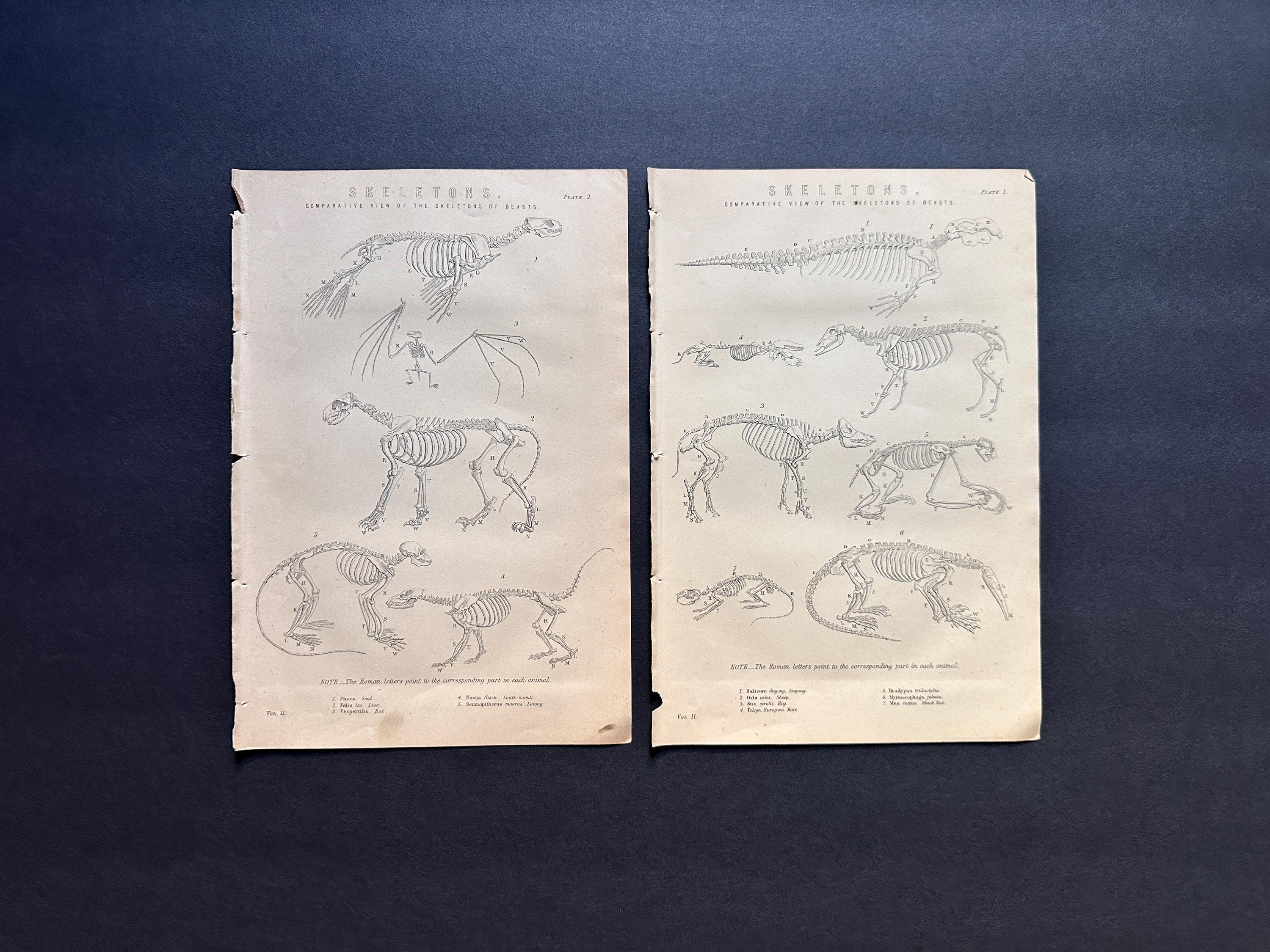 antiqueprintstore - Etsy 日本