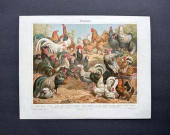 Grabado de POLLO c. 1894 • Grabado antiguo original • Grabado de aves de corral • Grabado de animales de granja • Grabado de gallos • Gallos • Grabado de aves domésticas