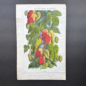 c. 1857 HOPS FLOWERS print • original antique print • botanical print • Humulus lupulus print • Hop print - Beer - brewing print - strobiles