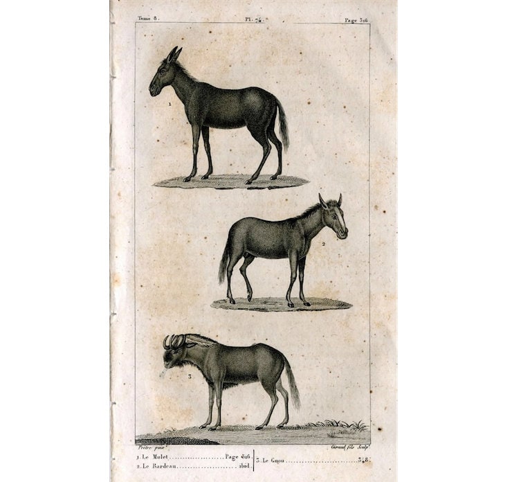 版画　馬駆ける Yahoo!オークション -「馬」(木版画) (版画)の落札相場・落札価格