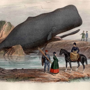 May include: A vintage illustration of a large sperm whale beached on a rocky shore. Several people are gathered around the whale, some on horseback, while others stand on the shore. The whale is gray and has a large, open mouth.