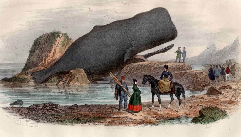 May include: A vintage illustration of a large sperm whale beached on a rocky shore. Several people are gathered around the whale, some on horseback, while others stand on the shore. The whale is gray and has a large, open mouth.