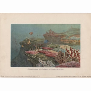 c. 1902 CORAL REEF lithograph • original antique print • underwater ocean landscape • sea life • showing the geological layers