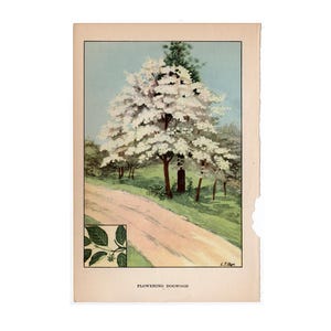 c. 1930 FLOWERING DOGWOOD TREE lithograph • original vintage print • tree print • plant print • botanical print • trees print