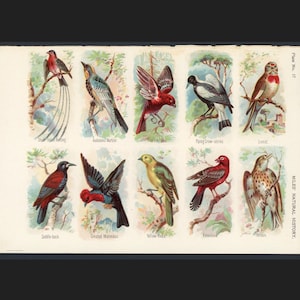 c. 1895 ANTIQUE BIRD PRINT - original antique prints - ornithology - bird watching - colorful bird lithographs - song birds - exotic birds