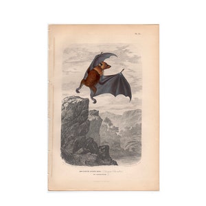 C. 1854 EDWARD&#39;S BAT lithograph - original antique print - hand colored - Chiroptera print • Halloween deco • vampire print