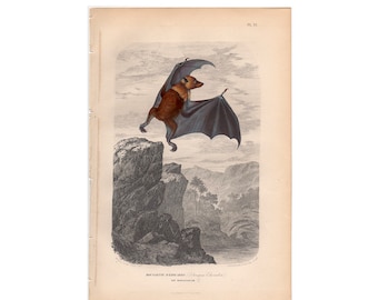 C. 1854 EDWARD'S BAT lithograph - original antique print - hand colored - Chiroptera print • Halloween deco • vampire print