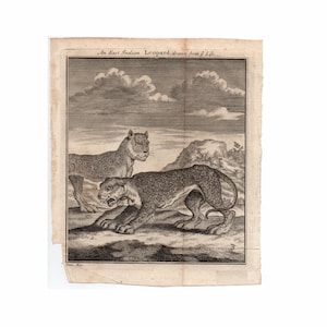 c. 1750 EAST INDIAN LEOPARD engraving • original antique print • panther print • spotted wild cat • Panthera pardus • endangered animal •