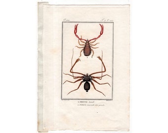 c. 1799 SPIDERS ARACHNID engraving - original antique print - Buffon hand colored engraving by De Seve - entomology -