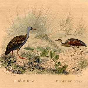 C. 1837 QUAIL print •  original antique print • game bird print • small bird engraving • hand colored