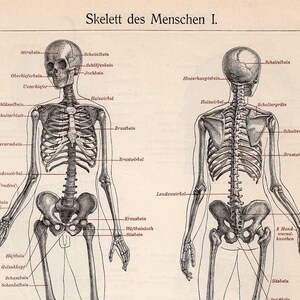C. 1894 SKELETON HUMAN ANATOMY Lithograph • Original Antique Print ...