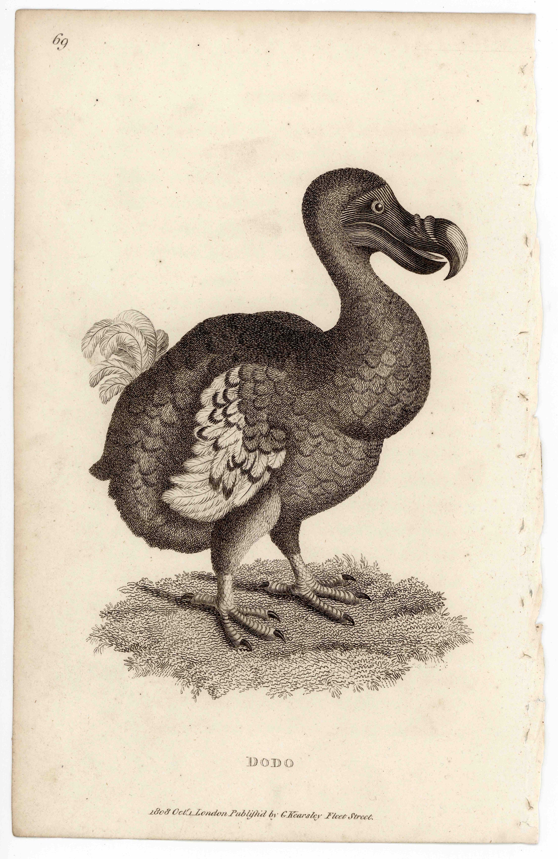 特価 antique • print BIRD DODO 1808 c. RARE! print print dronte • その他