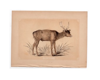 Litografía de alce wapiti, c. 1853 • Grabado antiguo original • Litografía de animales pequeños • Grabado de Bicknell • Grabado de ciervo • Grabado navideño