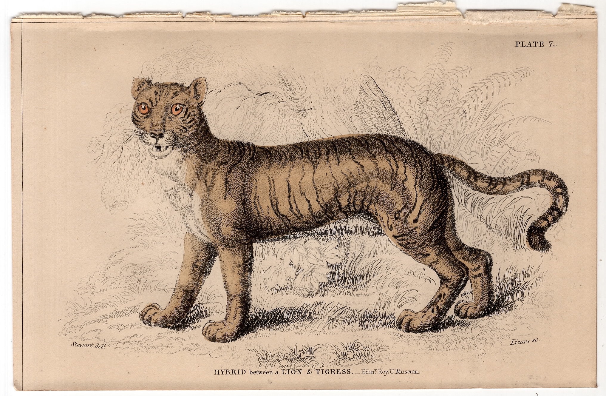 Lion and tiger hybrid