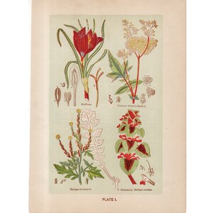 c. 1906 MEDICINAL PLANT print • original antique print • botanical • flowers • medicinal herbs • saffron goats beard mustard nettle
