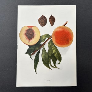 c. 1917 VINTAGE PEACH lithograph - original vintage fruit print - vintage botanical print - kitchen decor - jm hale peaches