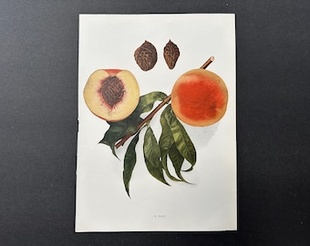 c. 1917 VINTAGE PEACH lithograph - original vintage fruit print - vintage botanical print - kitchen decor - jm hale peaches
