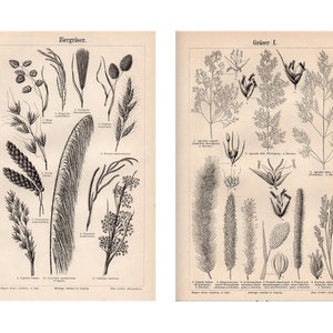 c. 1894 GRASS ANTIQUE LITHOGRAPH - imprimir litografía botánica antigua original - agujas de coníferas perennes