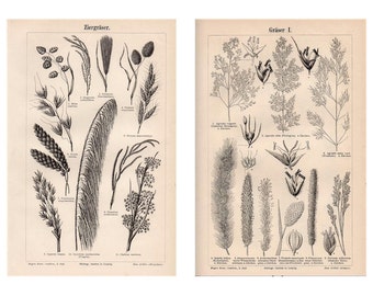 c. 1894 GRASS ANTIQUE LITHOGRAPH -  print original antique botanical lithograph - evergreen coniferous needles